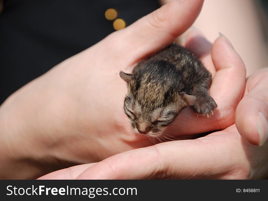 Newborn kitten on a woman hand