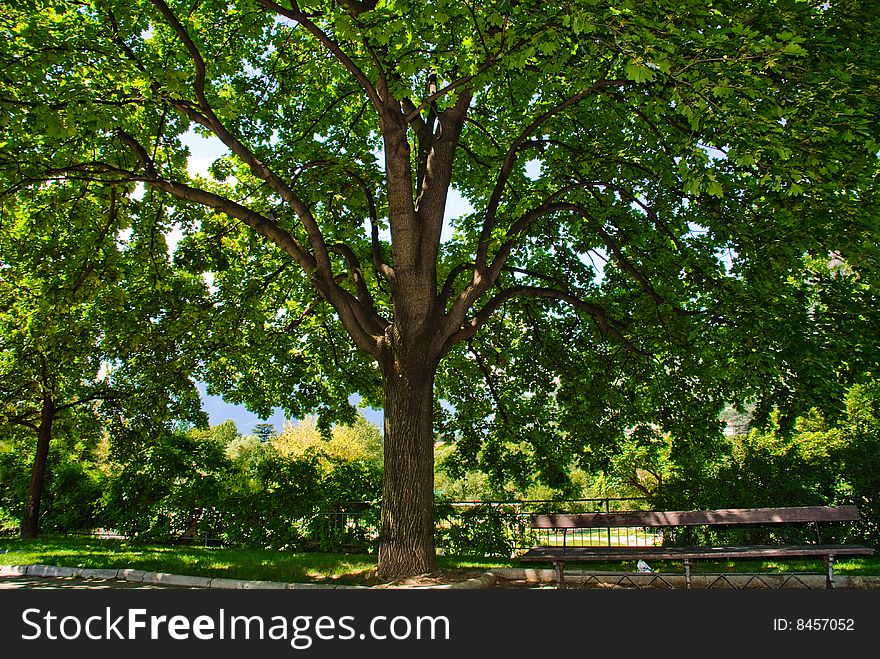 A tree isolated in a park. A tree isolated in a park.