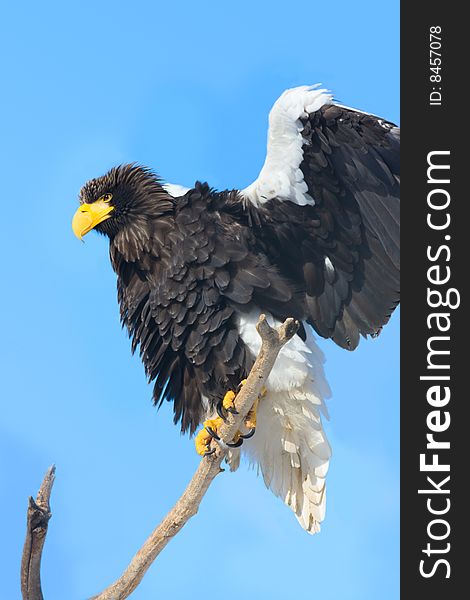 Steller's Sea Eagle (Haliaeetus pelagicus)