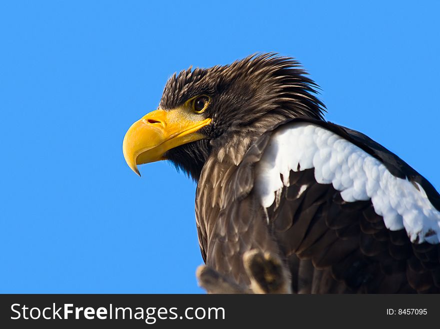 Steller's Sea Eagle (Haliaeetus pelagicus)