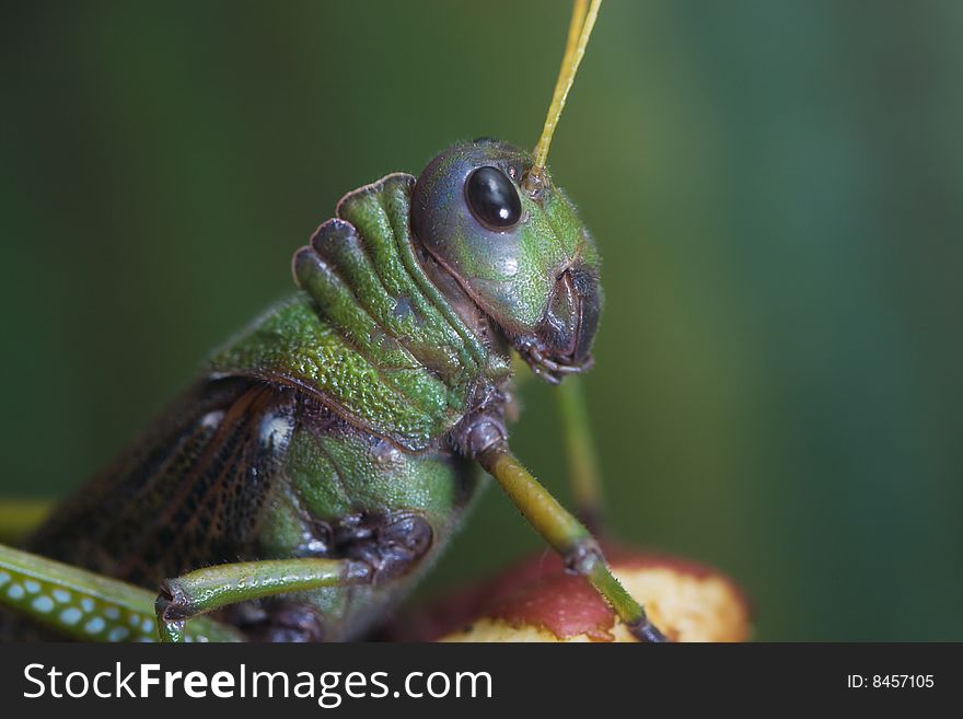 Giant South American Grasshopper (Tropidacris violaceus)