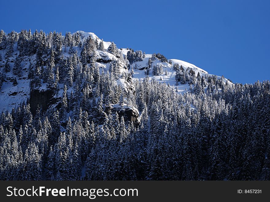 Winter Hill with trees in Canazei. Winter Hill with trees in Canazei