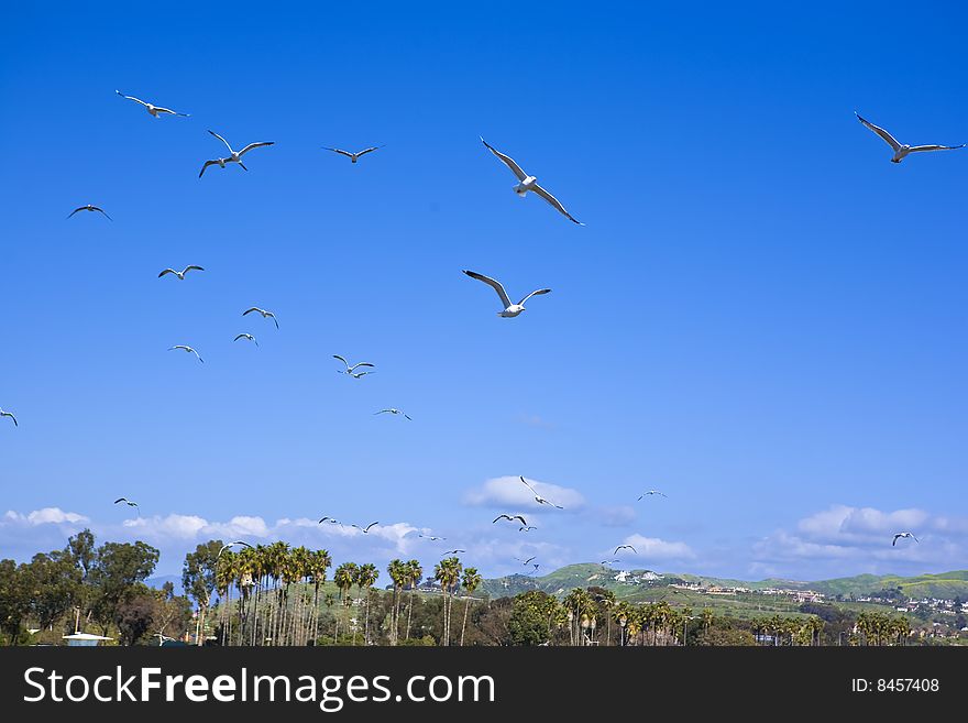 Sea Gulls Flying over Doheny State Beach. Sea Gulls Flying over Doheny State Beach