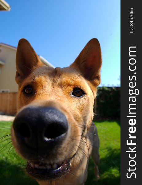 A happy dog, up close and personal. A happy dog, up close and personal