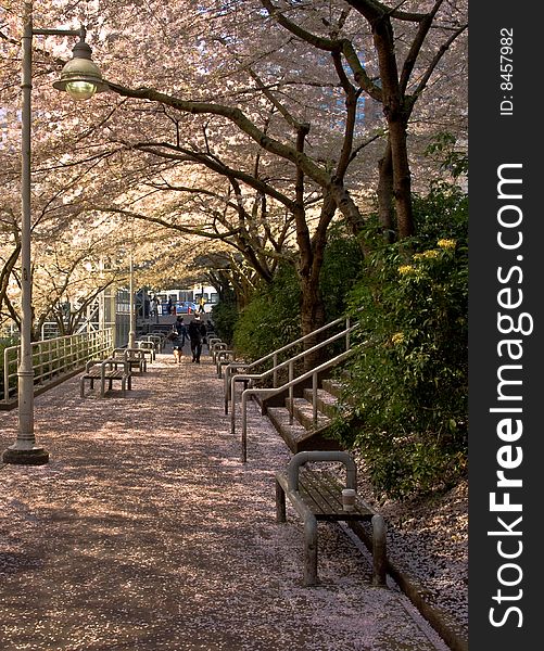 A young couple walk along a sidewalk at the Robson Skytrain terminal in spring. A young couple walk along a sidewalk at the Robson Skytrain terminal in spring.