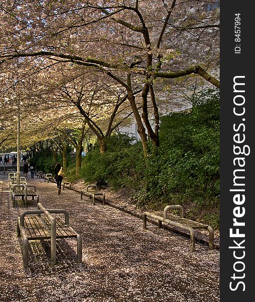 A woman strolls under a canopy of blossoming cherry trees at the Robson Skytrain Terminal in Vancouver, BC Canada. A woman strolls under a canopy of blossoming cherry trees at the Robson Skytrain Terminal in Vancouver, BC Canada