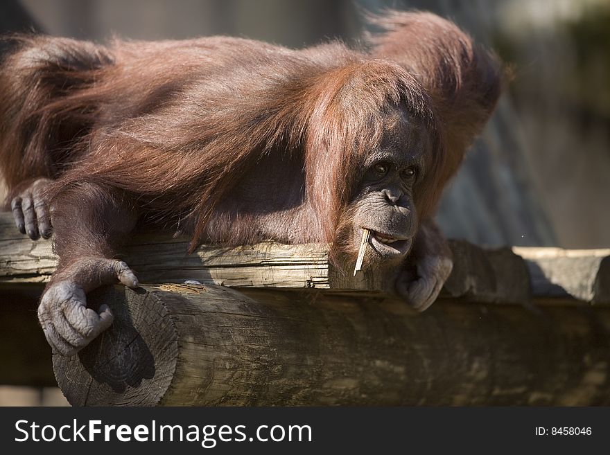 Close up of a chimpanzee chewing on a straw. Close up of a chimpanzee chewing on a straw.