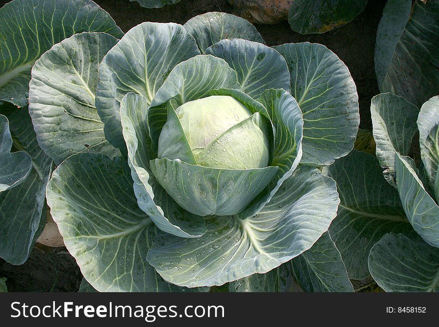 Cabbage in the field before harvesting