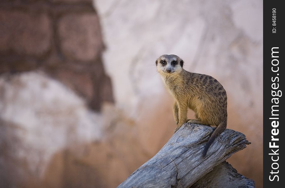 A cute meercat glaring at the viewer from the end of a log. A cute meercat glaring at the viewer from the end of a log.