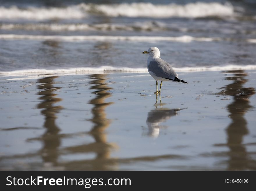 A sea gull standing in shallow water looking into the ocean, his reflecction and that of a nearby pier cleraly seen around him. A sea gull standing in shallow water looking into the ocean, his reflecction and that of a nearby pier cleraly seen around him.