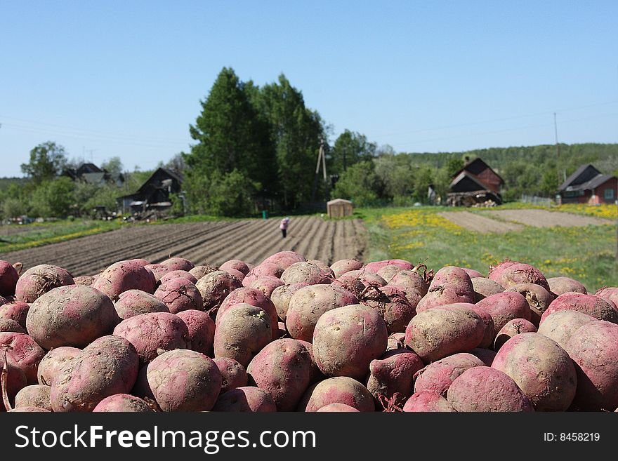 A mountain of the collected potato is in the basket of truck