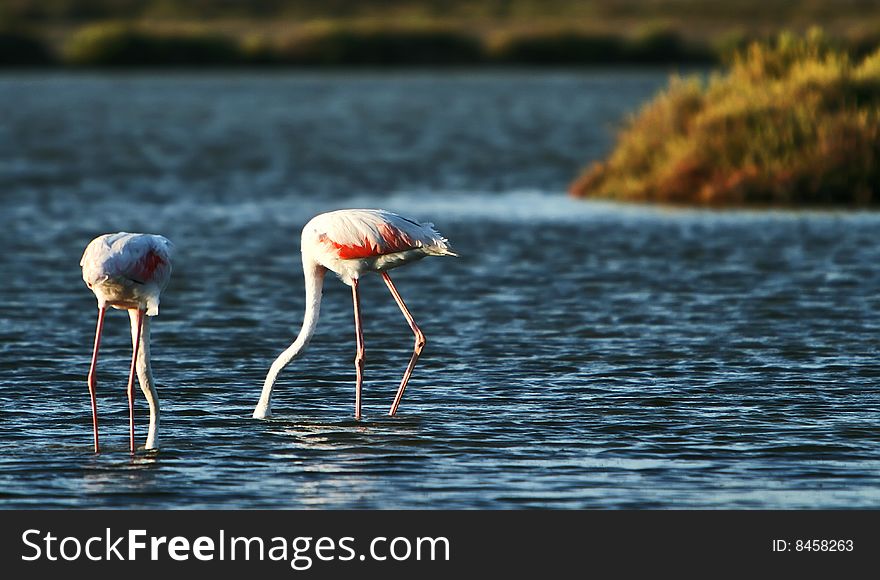 Flamingos in sunset at Camargue, France