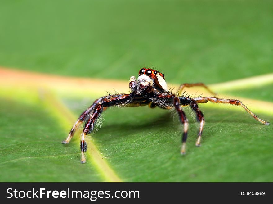A spider (Epeus Alboguttatus) crawling on green leaf.