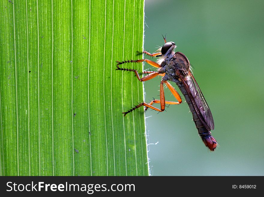 Carnivorous Tabanidae on a leaf