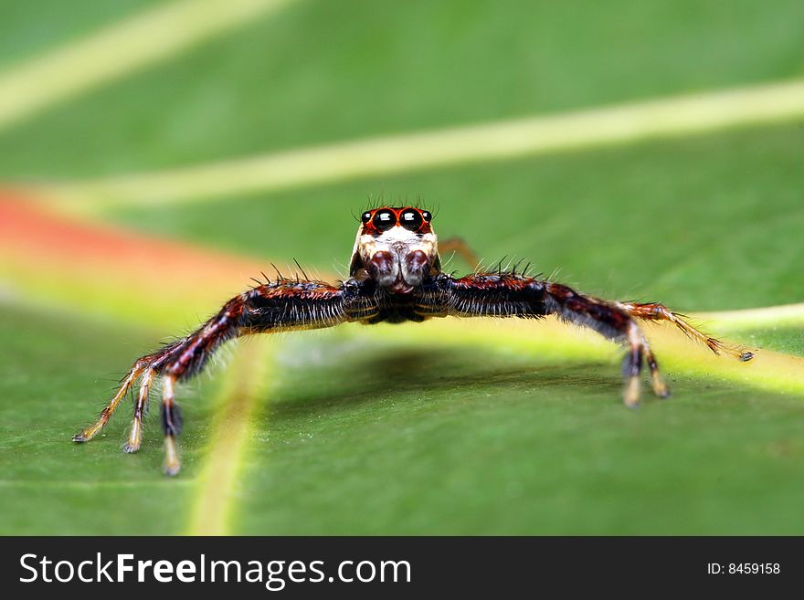 A spider (Epeus Alboguttatus) crawling on green leaf.