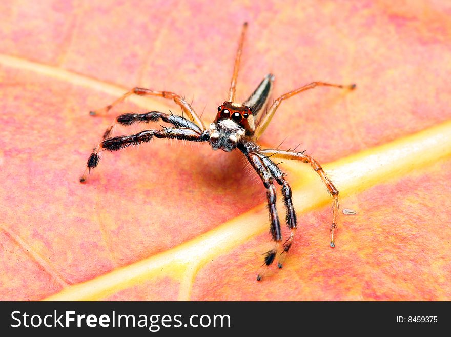 A spider (Epeus Alboguttatus) crawling on orange leaf.