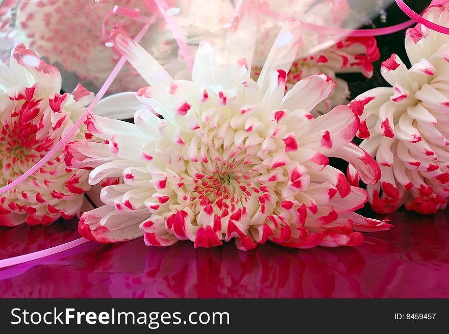 Close-up Of Chrysanthemum Flowers.