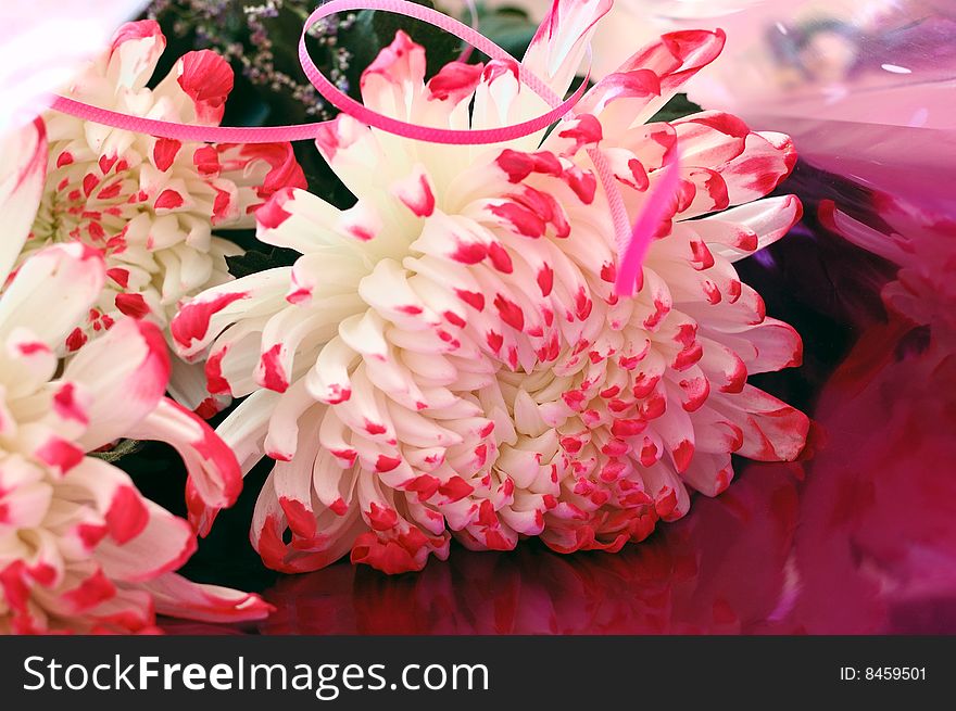 Close-up of chrysanthemum flowers.