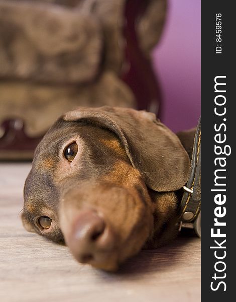 Brown dachshund lying in room