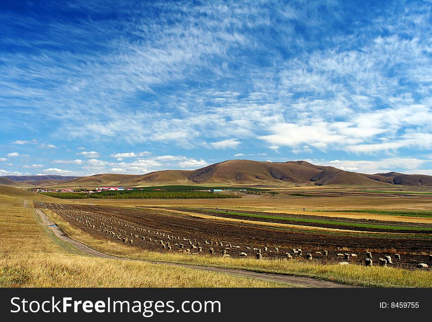 This photo was taken at Bashang grassland in Inner Mongolia on Sep.25, 2006。From view you can see beautiful blue sky and bags of carrots in field. The road , the bags and the clouds make colorful curves. This photo was taken at Bashang grassland in Inner Mongolia on Sep.25, 2006。From view you can see beautiful blue sky and bags of carrots in field. The road , the bags and the clouds make colorful curves.