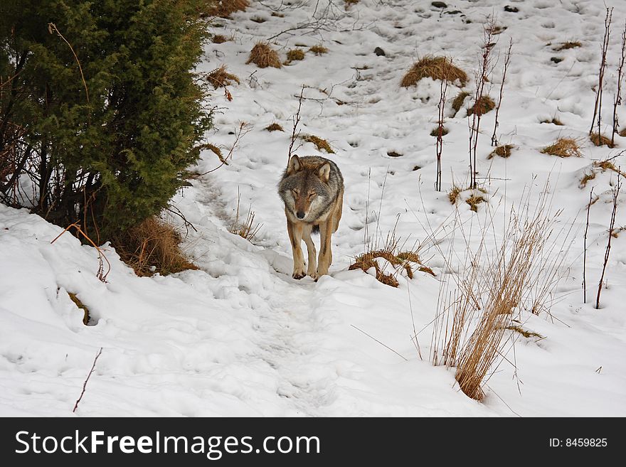 Timber Wolf in the snow