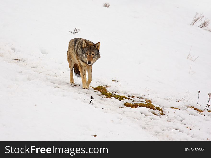 Timber Wolf in the snow