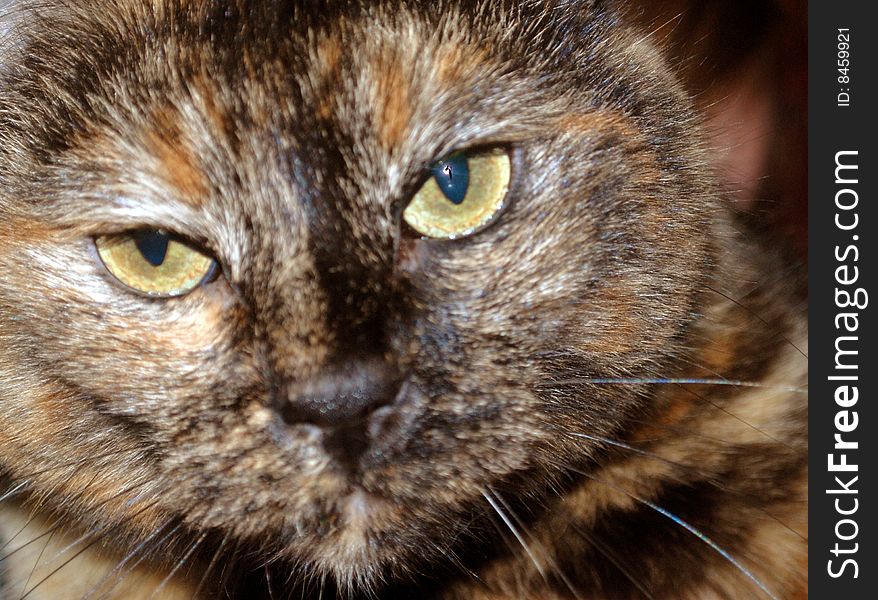 Animals animal pet pets brown orange cat face cats yellow eyes