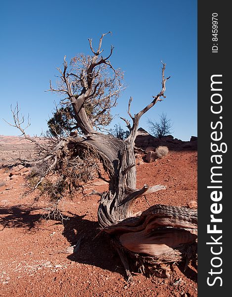 Moab desert tree under bright blue sky