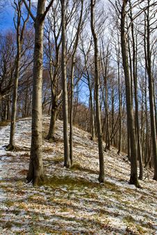 Mountain Forest During Winter Royalty Free Stock Photo Mountain Forest During Winter Royalty Free Stock Photo