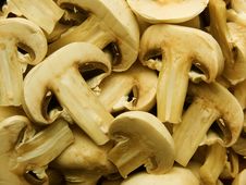 Mushrooms Field Mushrooms Royalty Free Stock Photos Mushrooms Field Mushrooms Royalty Free Stock Photos