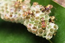 Wasps On Nest Royalty Free Stock Photo