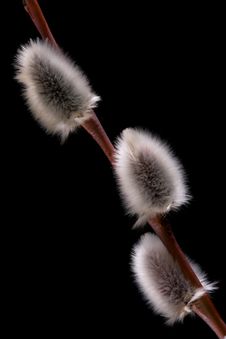 WIllow Buds Royalty Free Stock Images
