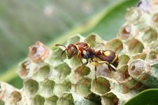 Wasp On Nest Royalty Free Stock Photo
