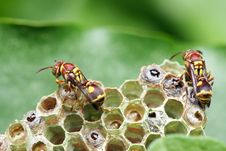 Wasp On Nest Royalty Free Stock Photography