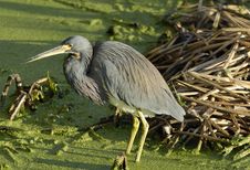 A Great Blue Heron Royalty Free Stock Image A Great Blue Heron Royalty Free Stock Image