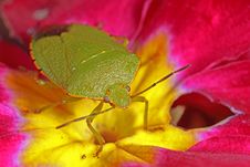 Stink Bug On Primrose Stock Images Stink Bug On Primrose Stock Images