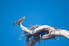 Nesting Female Osprey Royalty Free Stock Photo Nesting Female Osprey Royalty Free Stock Photo