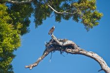 Nesting Osprey Stock Images Nesting Osprey Stock Images