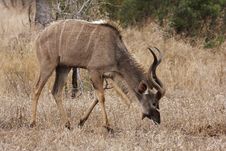 Kudu Bull Grazing Royalty Free Stock Image Kudu Bull Grazing Royalty Free Stock Image