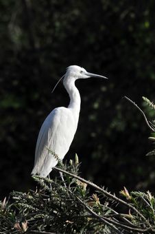 White Egret Stock Photo White Egret Stock Photo