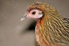 Pheasant Stock Photography