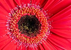 Gerber Daisy Macro Royalty Free Stock Images Gerber Daisy Macro Royalty Free Stock Images