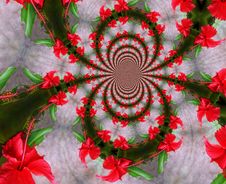 Hibiscus Flower Stock Image Hibiscus Flower Stock Image