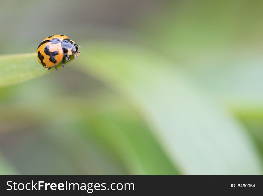 Macro shot of Ladybird on leaf