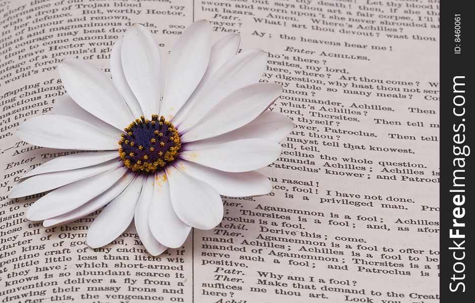 A flower lying on a old book ( rf ). A flower lying on a old book ( rf )