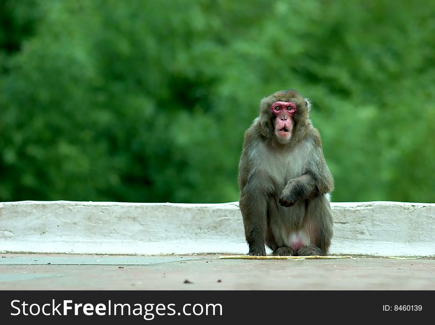 A Japanese macaque looking right back. A Japanese macaque looking right back