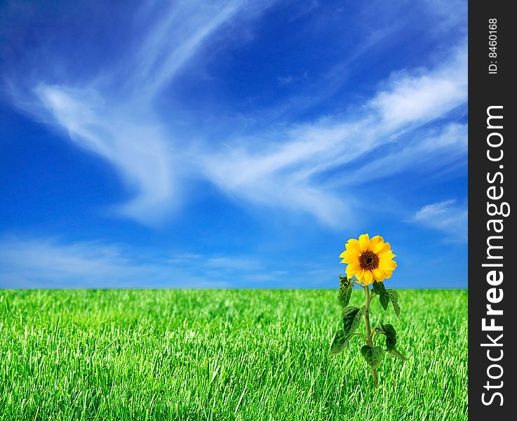 Green field with single sunflower. Green field with single sunflower