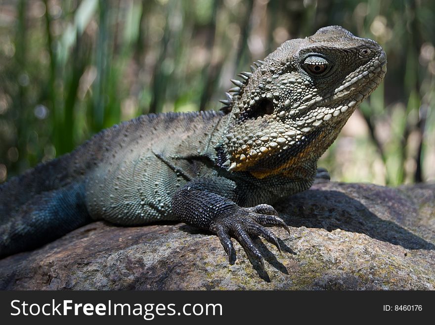 Large lizard basking in the sun on a rock. Large lizard basking in the sun on a rock.