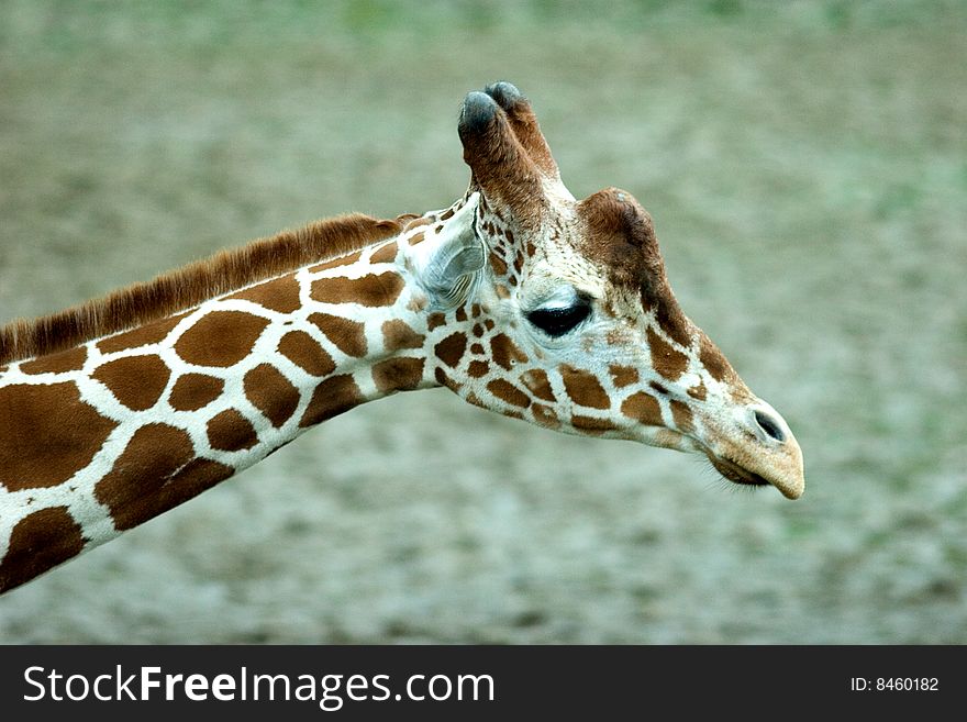 Picture of the head and part of the neck of a giraffe. Picture of the head and part of the neck of a giraffe