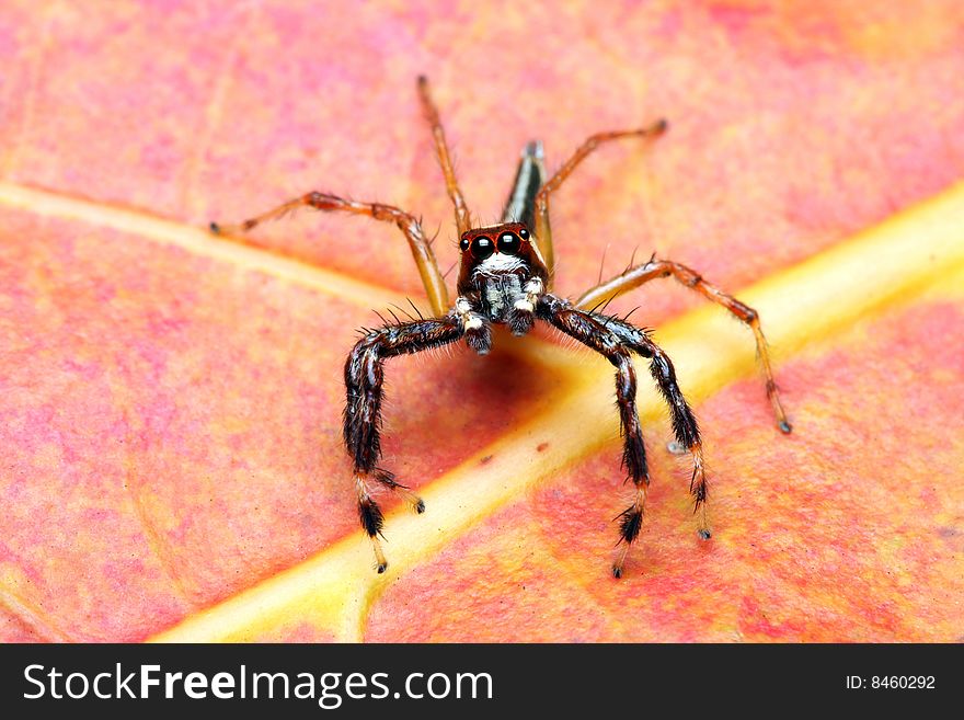 A spider (Epeus Alboguttatus) crawling on orange leaf.